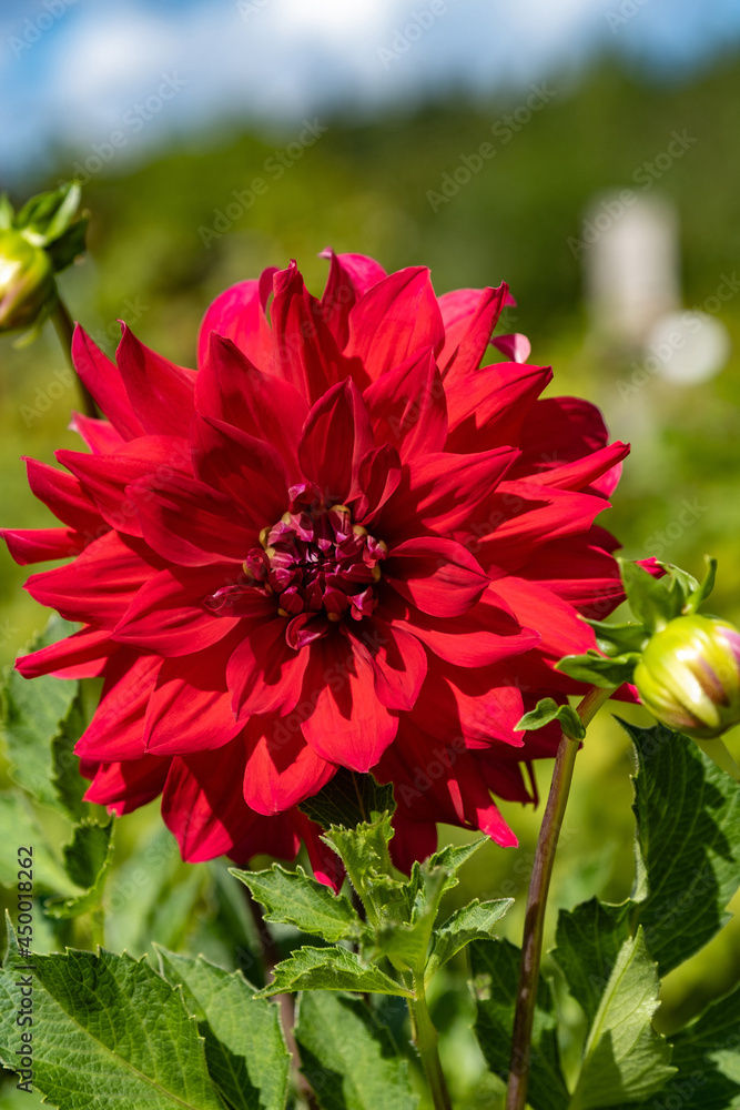 A red flower on a green blurry background, taken in close-up. A red flower on a green blurry background, taken in close-up.