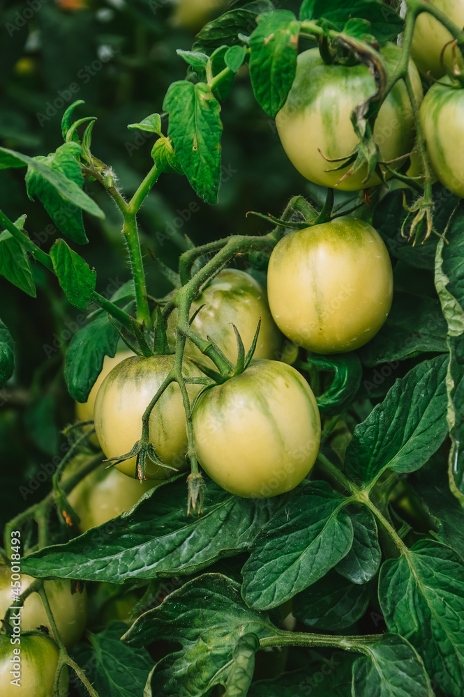 Green tomatoes on a branch in a greenhouse. Ripening tomatoes. Harvesting. Growing tomatoes