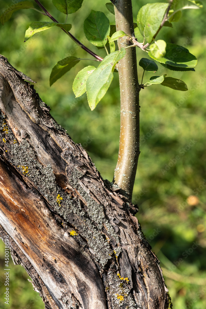 Fototapeta premium A young shoot with green leaves on an old tree trunk.