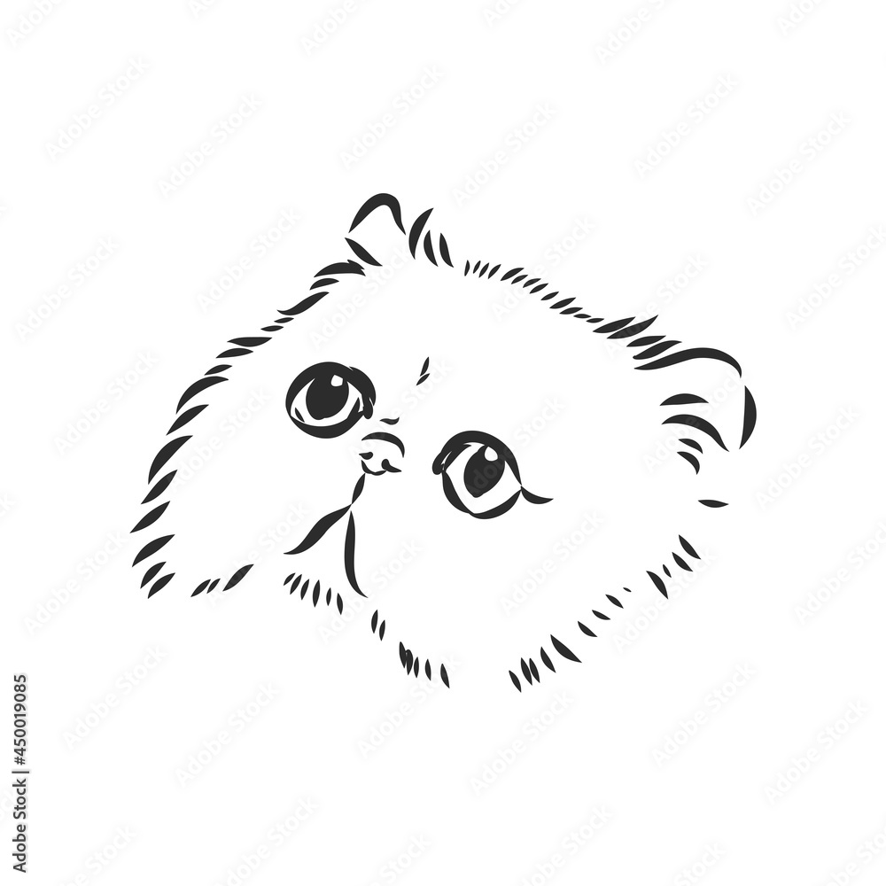 Hand drawing Persian cat persian cat vector sketch
