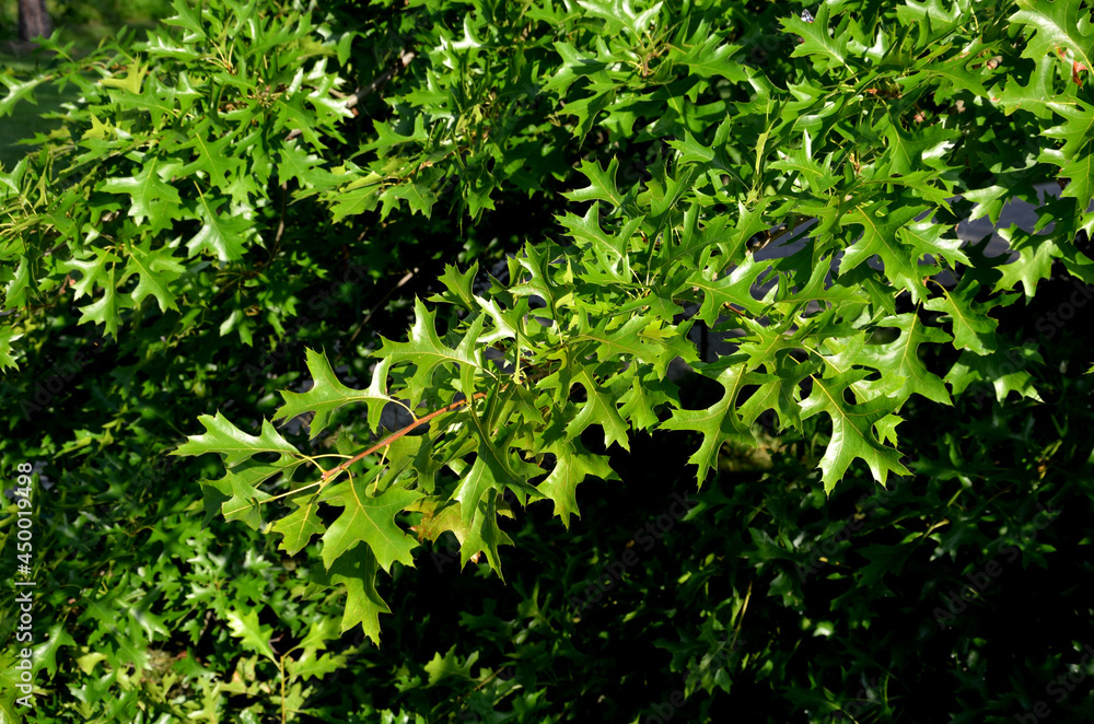 Mud oak is one of our domesticated woody plants. You will meet them