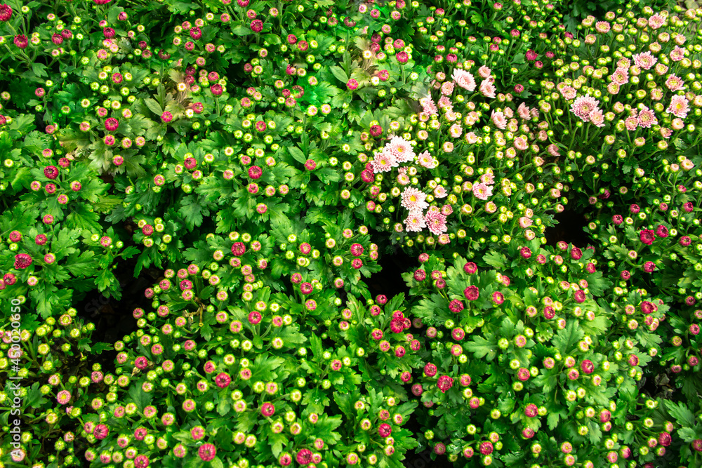 beautiful colorful flower beautiful colorful flower