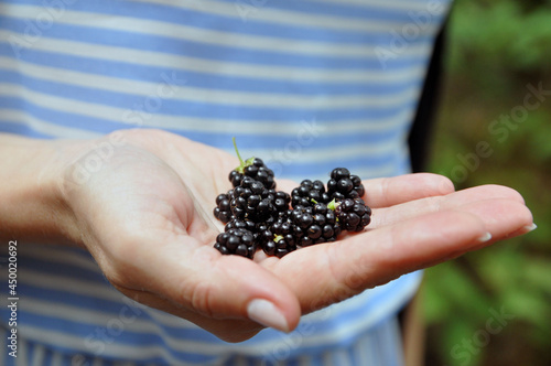 Grove of blackberries in a child's hand. Harvest blackberries.