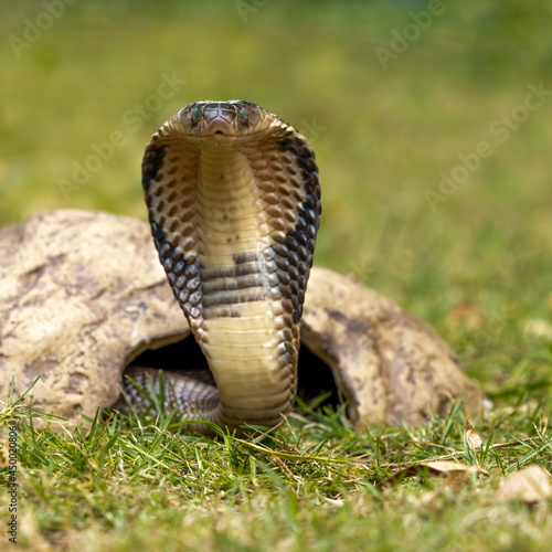 Dangerous brown king cobra is ready to strike his prey.