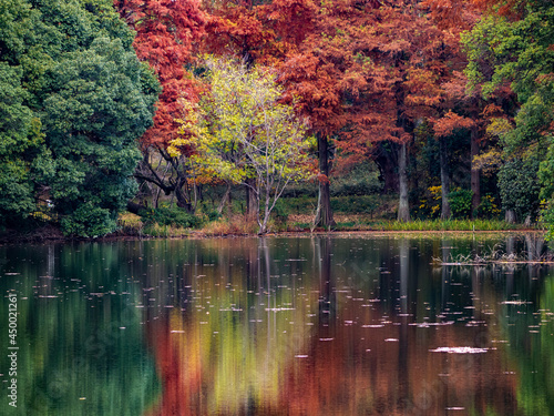 湖面の紅葉