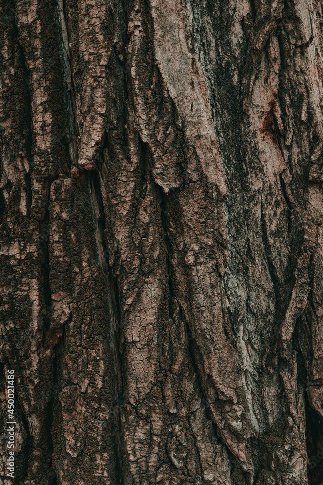 Tree bark texture pattern, old maple wood trunk as background Tree bark texture pattern, old maple wood trunk as background