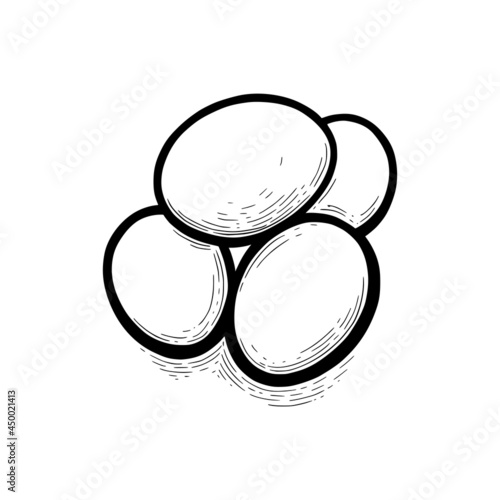 Domestic eggs isolated in white background. Engraved aviculture and easter symbol. Hand drawn vector illustration