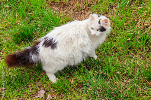 Cute cat in green grass on a meadow