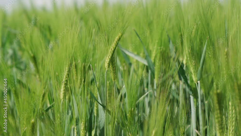 Rye field in germany in summer (UHD, 50p, 10 bit, 422) Rye field in germany in summer (UHD, 50p, 10 bit, 422)