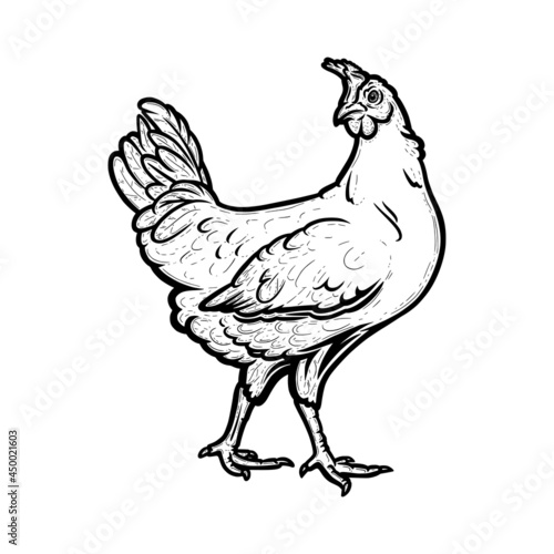 Realistic hen or chicken outlined in white background. Free grazing hen bird in the poultry runch. Hand drawn vector illustration