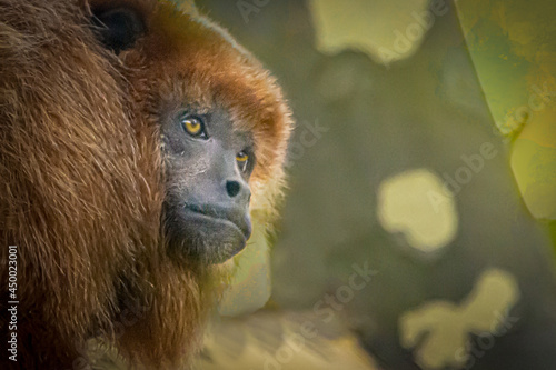 Photography A brown Howler monkey sitting in a tree