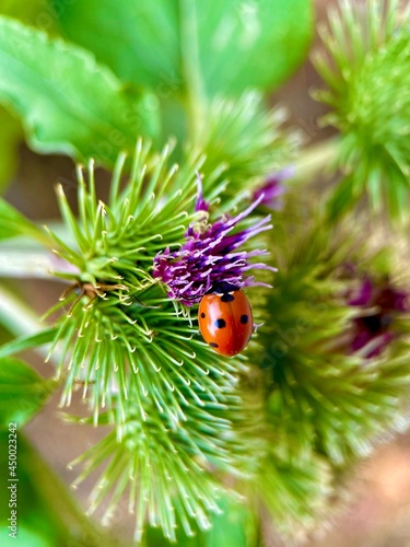 ladybug on a green background close-up