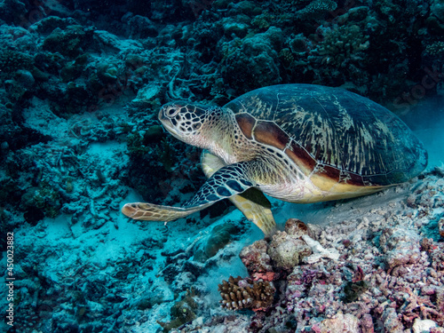 Sea turtle on reef in Maldives.
