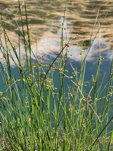 A close-up of some grass with the river in the background, vertical