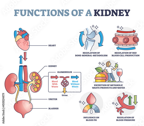 Functions of kidney with anatomical filtering organ system outline diagram. Educational waste and toxic regulation, blood pressure balance and glomerulus process explanation scheme vector illustration photo