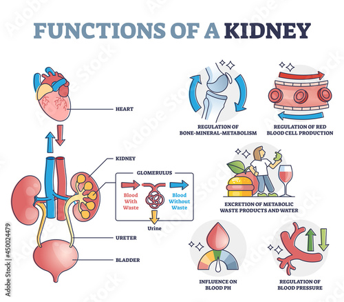 Functions of kidney with anatomical filtering organ system outline diagram. Educational waste and toxic regulation, blood pressure balance and glomerulus process explanation scheme vector illustration