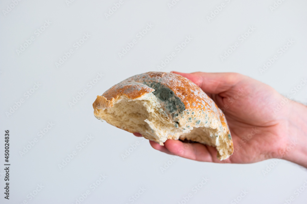 Caucasian male hand holding a moldy spoiled piece of bread. Close up shot, isolated on gray background