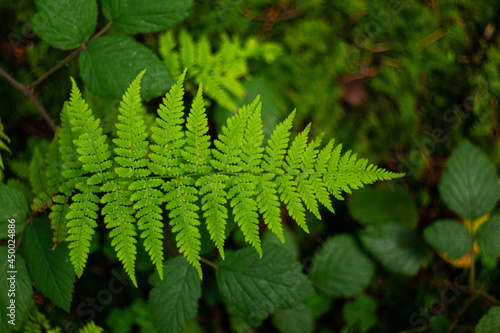 Lush green fern leaf in the forest. Top view close up shot  shallow depth of field  green background
