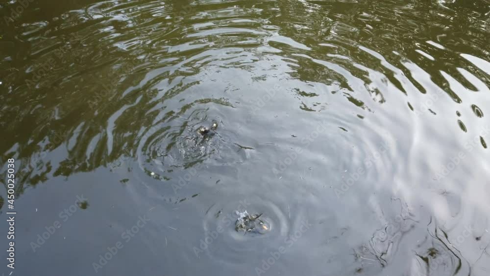 Fish in a pond eating bait, top view of a fish floating in a river in a lake in a pond