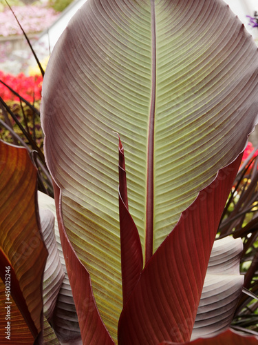 Konstfotografi Bananier rouge ou Musa ventricosa à grandes feuilles dressée aux limbes et nervu