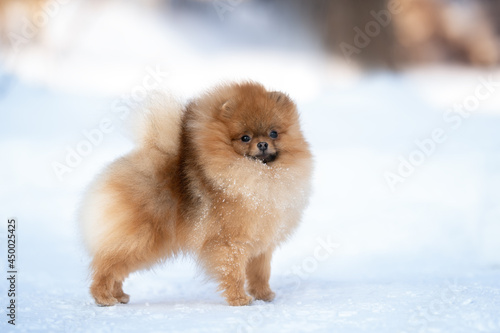 beautiful red pomeranian spitz dog standing outdoors in winter © otsphoto