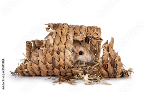 Cute fat tailed Gerbil hiding in rotan tunnel, looking towards camera. Isolated on a white background. photo