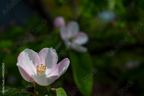 Flowering quince tree on one spring day