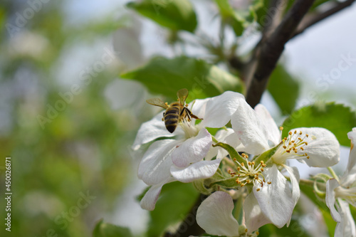 A bee collects pollen from an apple blossom