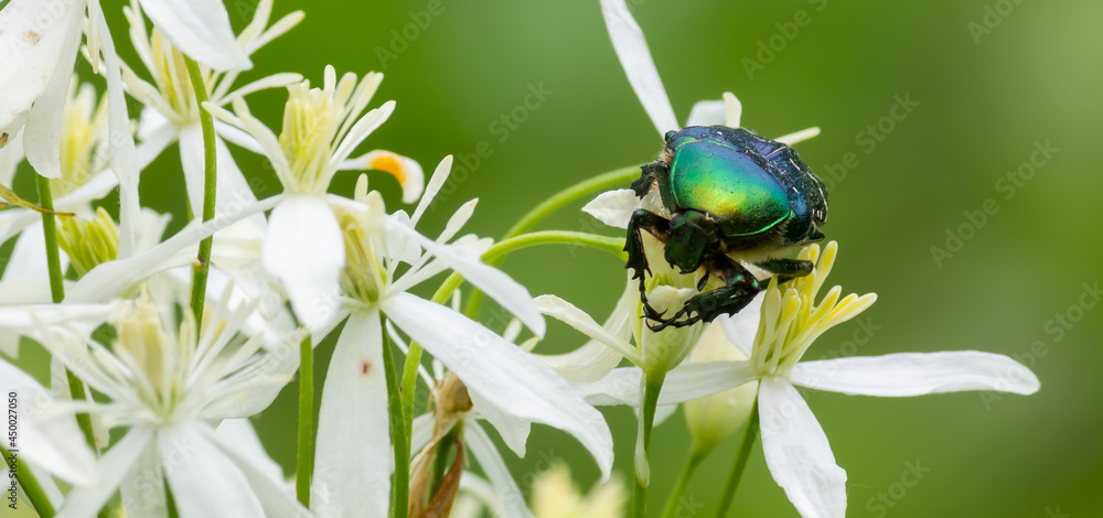 beetle on white wildflowers close up on a green background beetle on white wildflowers close up on a green background