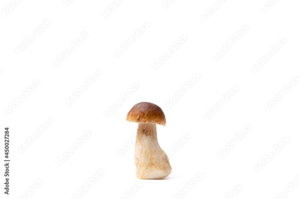 Fototapeta premium Single brown cap Boletus Edulis isolated on white background. Raw edible mushroom. Nobody