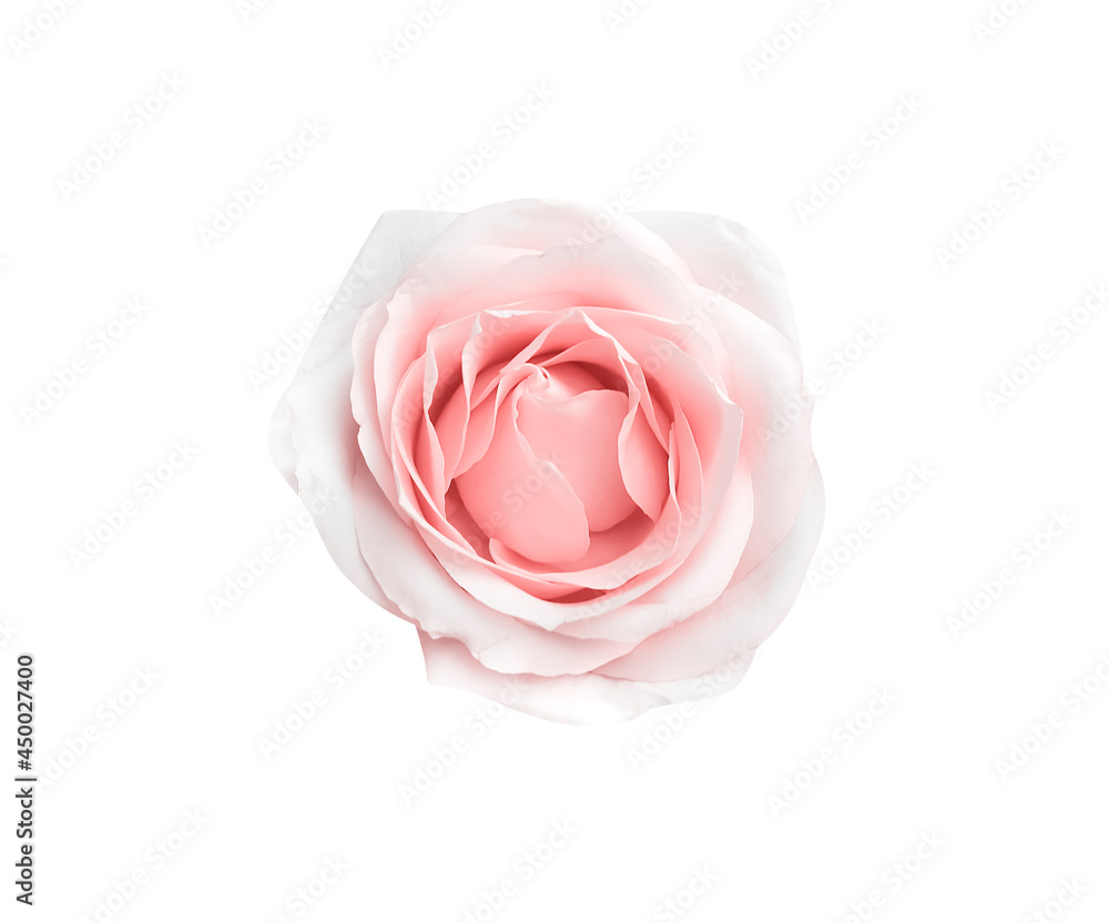 Top view single soft texture of rose flowers isolated on white background ,clipping path Top view single soft texture of rose flowers isolated on white background ,clipping path