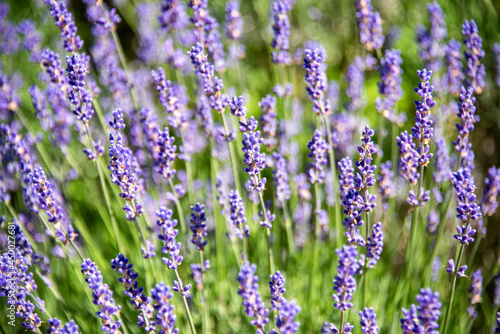 Garden with the flourishing lavende