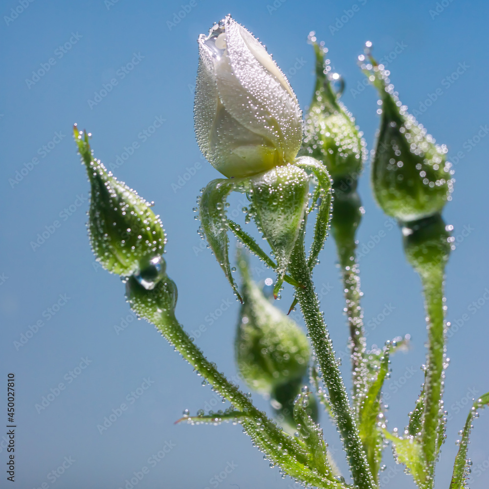 white rose underwater with air bubbles on a blue background white rose underwater with air bubbles on a blue background
