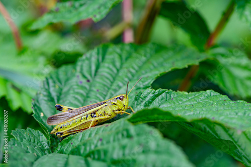  Chorthippus montanus, water meadow grasshopper in the austrian region waldviertel photo