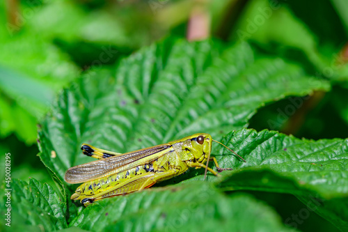  Chorthippus montanus, water meadow grasshopper in the austrian region waldviertel photo