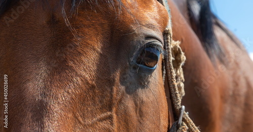 head of a brown horse close up. countryside. summer.
