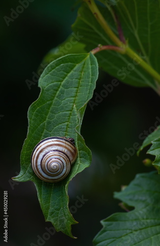 snail on green grass close up. Blurred background. summer.