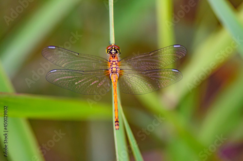 brown hawker,  aeshna grandis nearby a lake in austria photo