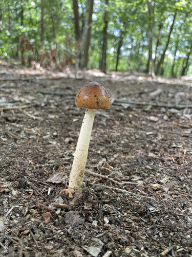 Closeup of a brown growing tawny grisette wild mushroom in the woods photo