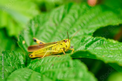 Chorthippus montanus, water meadow grasshopper in the austrian region waldviertel photo