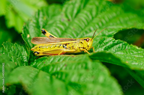 Chorthippus montanus, water meadow grasshopper in the austrian region waldviertel photo