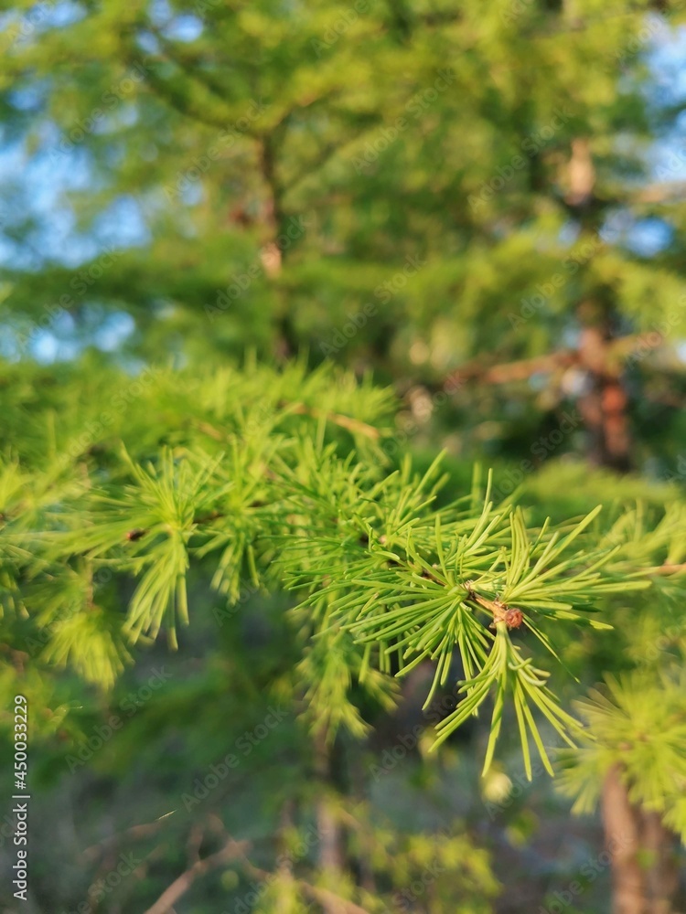 pine needles pine needles