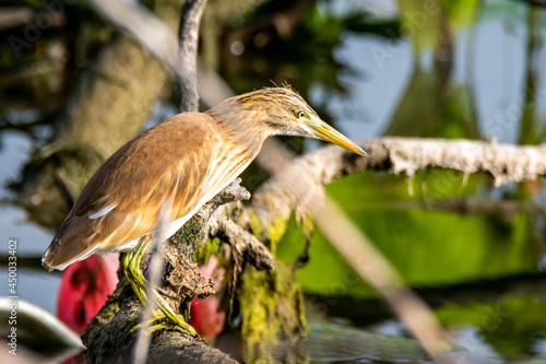 ardeola ralloides bird sitting on a branch