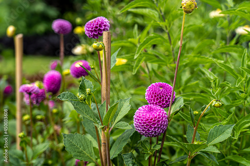 rosa blühende Pompom-Dahlie 