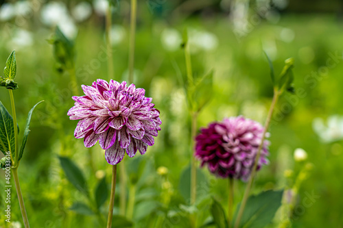 pink-weiß blühende Ball-Dahlie 