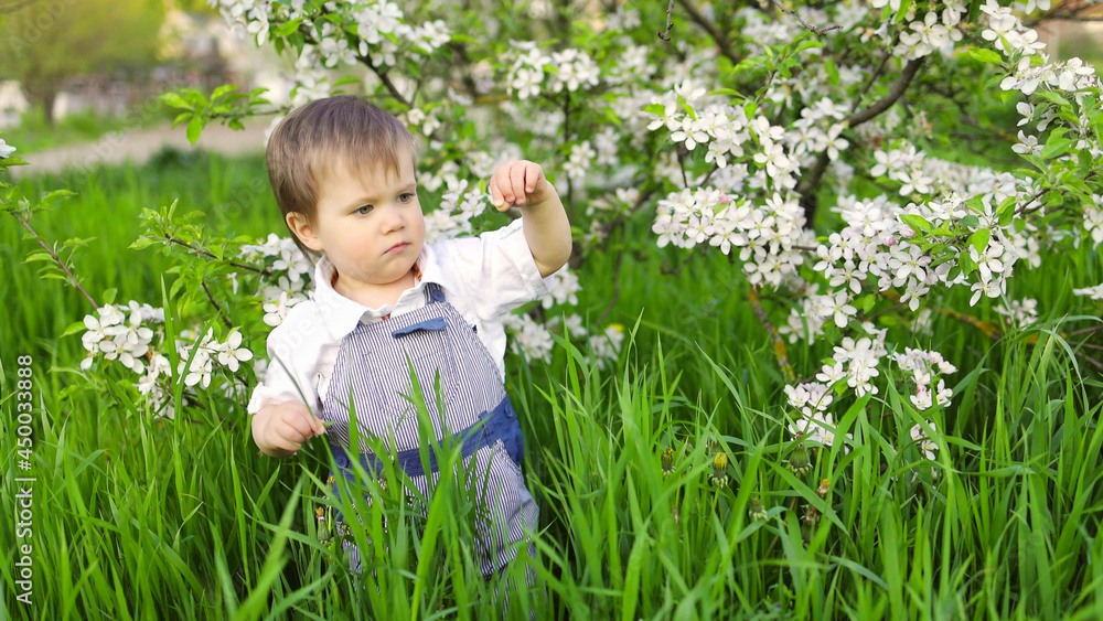 A cute child in a blue overalls and blue eyes plays funny in the tall green grass in a green blooming park A cute child in a blue overalls and blue eyes plays funny in the tall green grass in a green blooming park