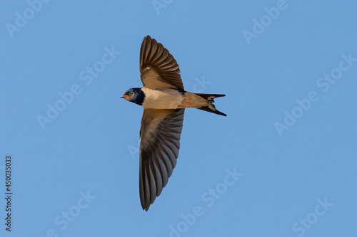 Barn swallow (Hirundo rustica). It is the most widespread species of swallow in the world. It is a distinctive passerine bird with blue upper parts and a long, deeply forked tail.