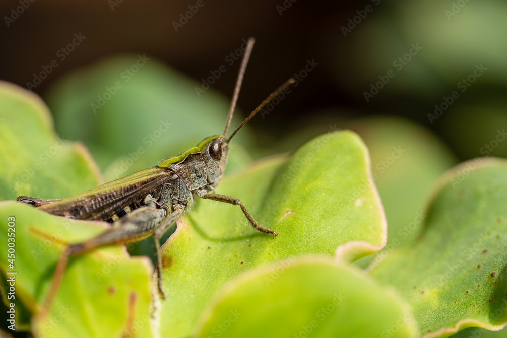 beautiful grasshopper on leaves in summer beautiful grasshopper on leaves in summer