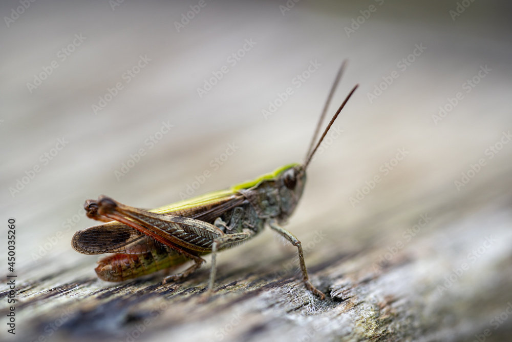 beautiful grasshopper on leaves in summer beautiful grasshopper on leaves in summer