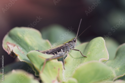 beautiful grasshopper on leaves in summer © Chamois huntress